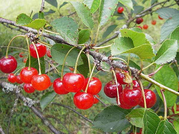 Prunus cerasus \ Sauer-Kirsche, Weichsel, D Bruchsal 21.6.2009