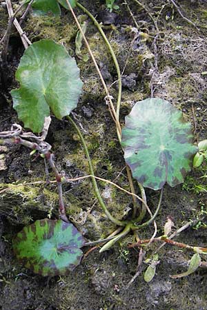 Nymphoides peltata \ Seekanne / Yellow Floating-Heart, Fringed Water Lily, D Groß-Gerau 21.9.2011