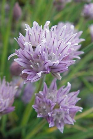 Allium schoenoprasum / Chives, D Mannheim 6.5.2009