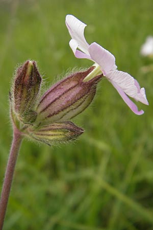 Silene latifolia subsp. alba \ Weie Lichtnelke / White Campion, D Mannheim 29.9.2010