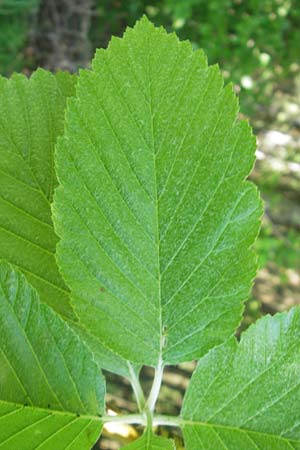 Sorbus latifolia s.l. / Broad-Leaved European Mountain-Ash, D Sonnenberg-Winnenberg 26.5.2012