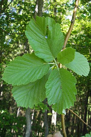 Sorbus latifolia s.l. \ Breitblttrige Mehlbeere / Broad-Leaved European Mountain-Ash, D Sonnenberg-Winnenberg 26.5.2012