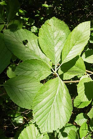 Sorbus latifolia s.l. \ Breitblttrige Mehlbeere, D Idar-Oberstein 26.5.2012