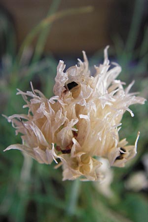 Allium schoenoprasum \ Schnitt-Lauch / Chives, D Mannheim 26.7.2012