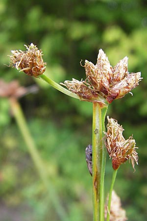 Schoenoplectus lacustris \ Gewhnliche Teichsimse, Grne Seebinse, D Philippsburg 25.8.2012