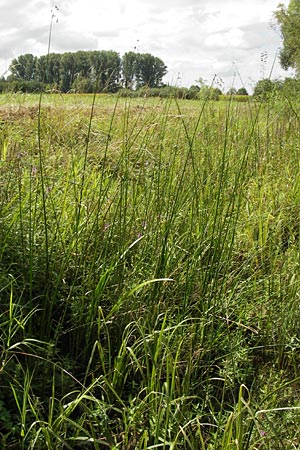 Schoenoplectus lacustris \ Gewhnliche Teichsimse, Grne Seebinse / Common Club-Rush, D Philippsburg 25.8.2012