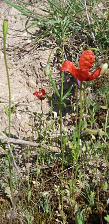 Papaver argemone \ Sand-Mohn / Prickly Poppy, D Waghäusel-Wiesental 3.5.2008