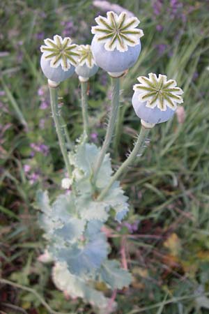 Papaver somniferum / Opium Poppy, D Rheinhessen, Flonheim 14.6.2008