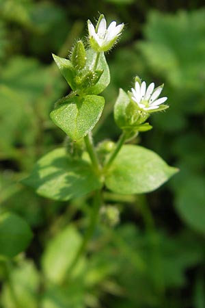 Stellaria media \ Vogelmiere, D Bensheim 2.5.2009