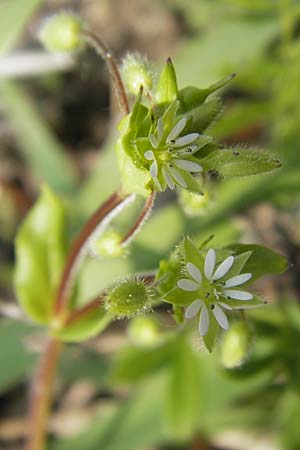 Stellaria media \ Vogelmiere / Common Chickweed, D Lampertheim 3.5.2009