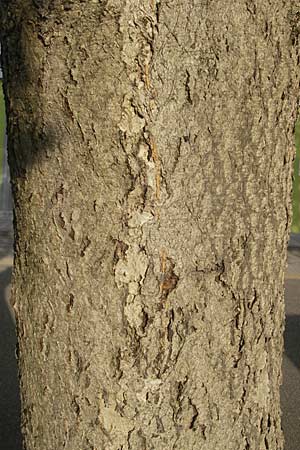 Sorbus intermedia / Swedish Whitebeam, D Bruchsal 13.5.2011