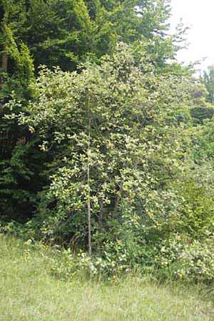 Sorbus meierottii \ Wellheimer Mehlbeere / Wellheim Whitebeam, D Wellheim im Urdonautal 5.8.2011