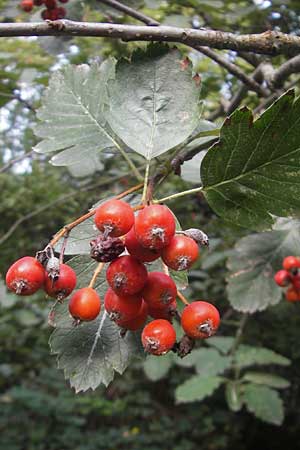 Sorbus intermedia \ Schwedische Mehlbeere, Bastard-Mehlbeere, D Mannheim 25.9.2011