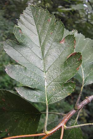 Sorbus intermedia \ Schwedische Mehlbeere, Bastard-Mehlbeere / Swedish Whitebeam, D Mannheim 25.9.2011