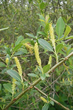 Salix myrsinifolia \ Schwarzwerdende Weide / Dark-Leaved Willow, D Erding 6.5.2012