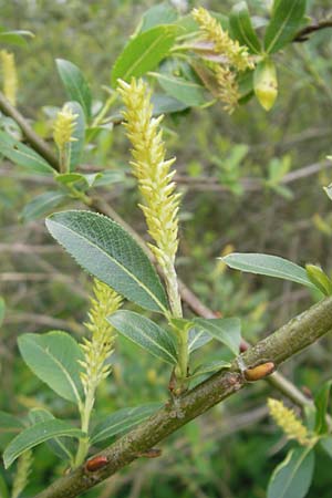 Salix myrsinifolia \ Schwarzwerdende Weide, D Erding 6.5.2012