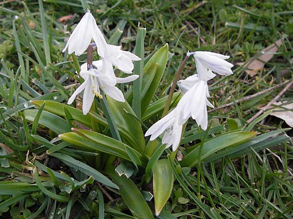 Scilla mischtschenkoana \ Persischer Blaustern, Kaukasische Sternhyazinthe / Early Scilla, White Squill, D Ludwigshafen 21.3.2013