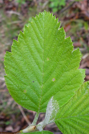 Sorbus multicrenata \ Vielkerbige Mehlbeere / Many-Scored Whitebeam, D Thüringen, Bad Blankenburg 7.5.2013