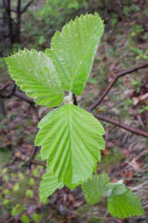 Sorbus multicrenata \ Vielkerbige Mehlbeere / Many-Scored Whitebeam, D Thüringen, Bad Blankenburg 7.5.2013