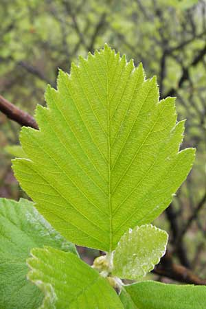 Sorbus multicrenata \ Vielkerbige Mehlbeere / Many-Scored Whitebeam, D Thüringen, Bad Blankenburg 7.5.2013