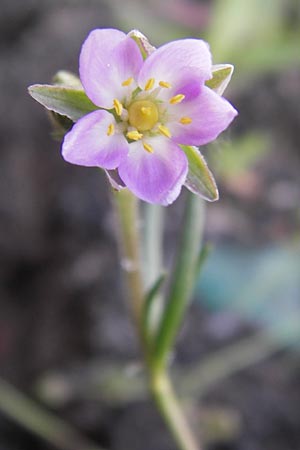 Spergularia media \ Flgelsamige Schuppenmiere / Greater Sea Spurrey, D Philippsthal-Heimboldshausen 6.7.2013