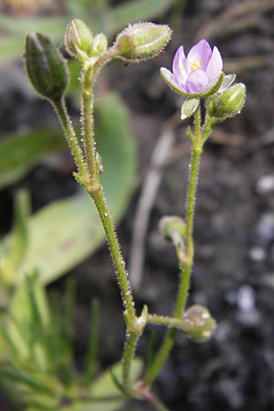 Spergularia media / Greater Sea Spurrey, D Philippsthal-Heimboldshausen 6.7.2013