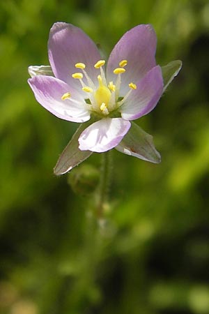 Spergularia media \ Flgelsamige Schuppenmiere / Greater Sea Spurrey, D Philippsthal-Heimboldshausen 6.7.2013