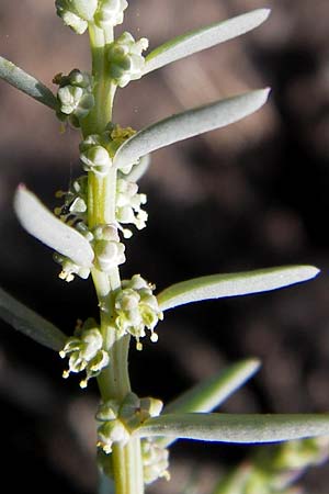 Suaeda maritima / Annual Sea Blite, D Philippsthal-Heimboldshausen 27.7.2013