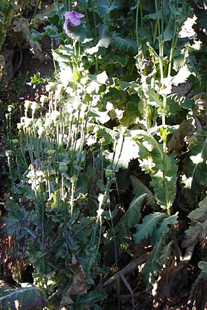 Papaver somniferum \ Schlaf-Mohn / Opium Poppy, D Worms 23.5.2014