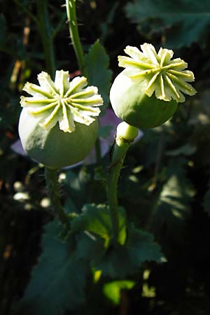 Papaver somniferum \ Schlaf-Mohn / Opium Poppy, D Worms 23.5.2014