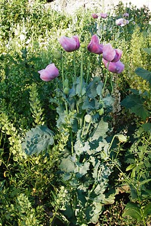 Papaver somniferum / Opium Poppy, D Worms 23.5.2014