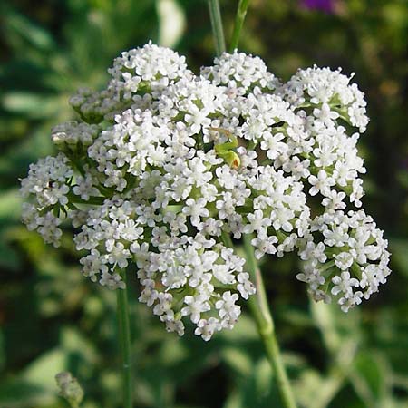 Seseli montanum \ Bergfenchel / Seseli, D Weinheim an der Bergstraße, Botan. Gar.  Hermannshof 1.8.2014