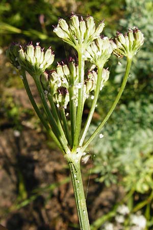 Seseli montanum \ Bergfenchel / Seseli, D Weinheim an der Bergstraße, Botan. Gar.  Hermannshof 1.8.2014