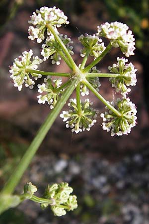 Seseli montanum \ Bergfenchel / Seseli, D Weinheim an der Bergstraße, Botan. Gar.  Hermannshof 1.8.2014