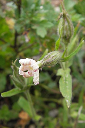 Silene noctiflora \ Nacht-Leimkraut, Acker-Lichtnelke / Night-Flowering Catchfly, D Eching 30.7.2011