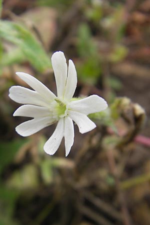 Silene noctiflora \ Nacht-Leimkraut, Acker-Lichtnelke, D Eching 30.7.2011