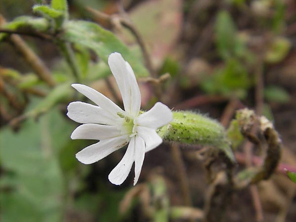 Silene noctiflora \ Nacht-Leimkraut, Acker-Lichtnelke, D Eching 30.7.2011