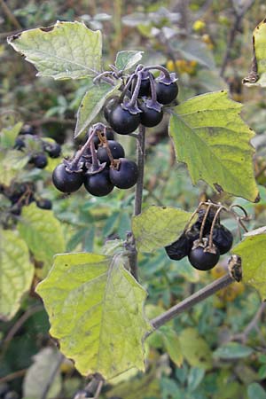 Solanum nigrum \ Schwarzer Nachtschatten / Black Nightshade, D Mannheim 21.10.2011