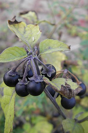 Solanum nigrum \ Schwarzer Nachtschatten, D Mannheim 21.10.2011