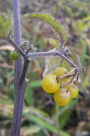 Solanum nigrum subsp. luteovirescens \ Gelbgrner Nachtschatten, D Mannheim 21.10.2011