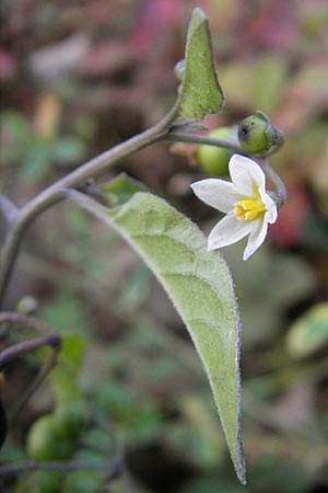 Solanum nigrum \ Schwarzer Nachtschatten / Black Nightshade, D Mannheim 21.10.2011