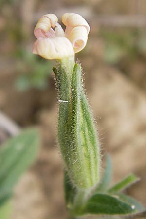 Silene noctiflora \ Nacht-Leimkraut, Acker-Lichtnelke / Night-Flowering Catchfly, D Wiesloch 13.8.2013