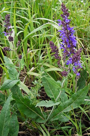 Salvia nemorosa \ Hain-Salbei, Steppen-Salbei / Balkan Clary, D Mannheim 28.4.2014