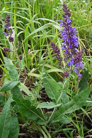 Salvia nemorosa \ Hain-Salbei, Steppen-Salbei / Balkan Clary, D Mannheim 28.4.2014