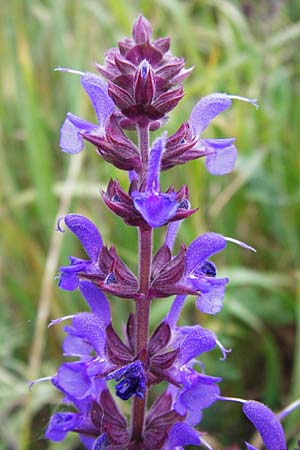 Salvia nemorosa \ Hain-Salbei, Steppen-Salbei / Balkan Clary, D Mannheim 28.4.2014