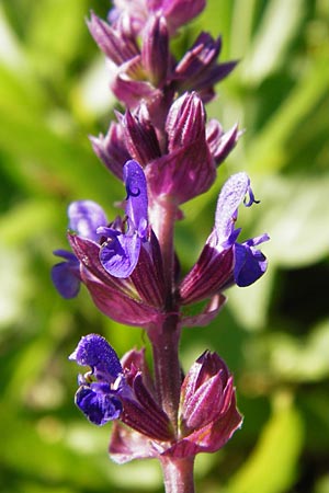 Salvia nemorosa \ Hain-Salbei, Steppen-Salbei, D Mannheim 3.7.2014