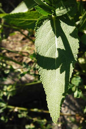 Salvia nemorosa \ Hain-Salbei, Steppen-Salbei / Balkan Clary, D Mannheim 3.7.2014