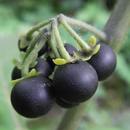 Solanum nigrum \ Schwarzer Nachtschatten / Black Nightshade, D Schwetzingen 4.9.2006