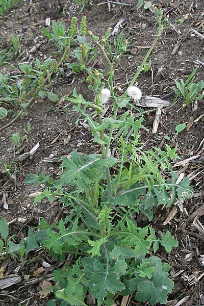 Sonchus oleraceus \ Kohl-Gnsedistel / Smooth Sow-Thistle, D Dossenheim 28.9.2006