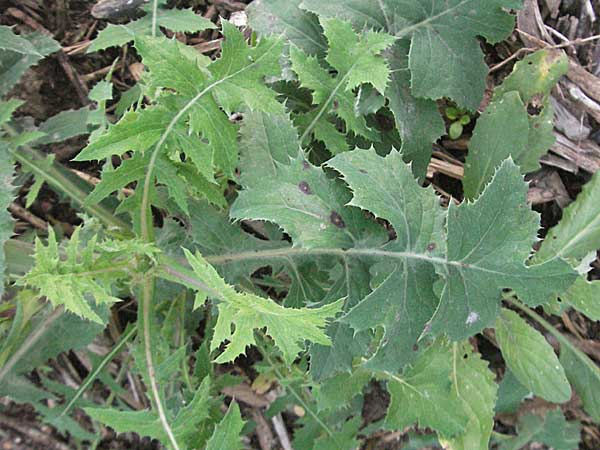 Sonchus oleraceus \ Kohl-Gnsedistel / Smooth Sow-Thistle, D Dossenheim 28.9.2006